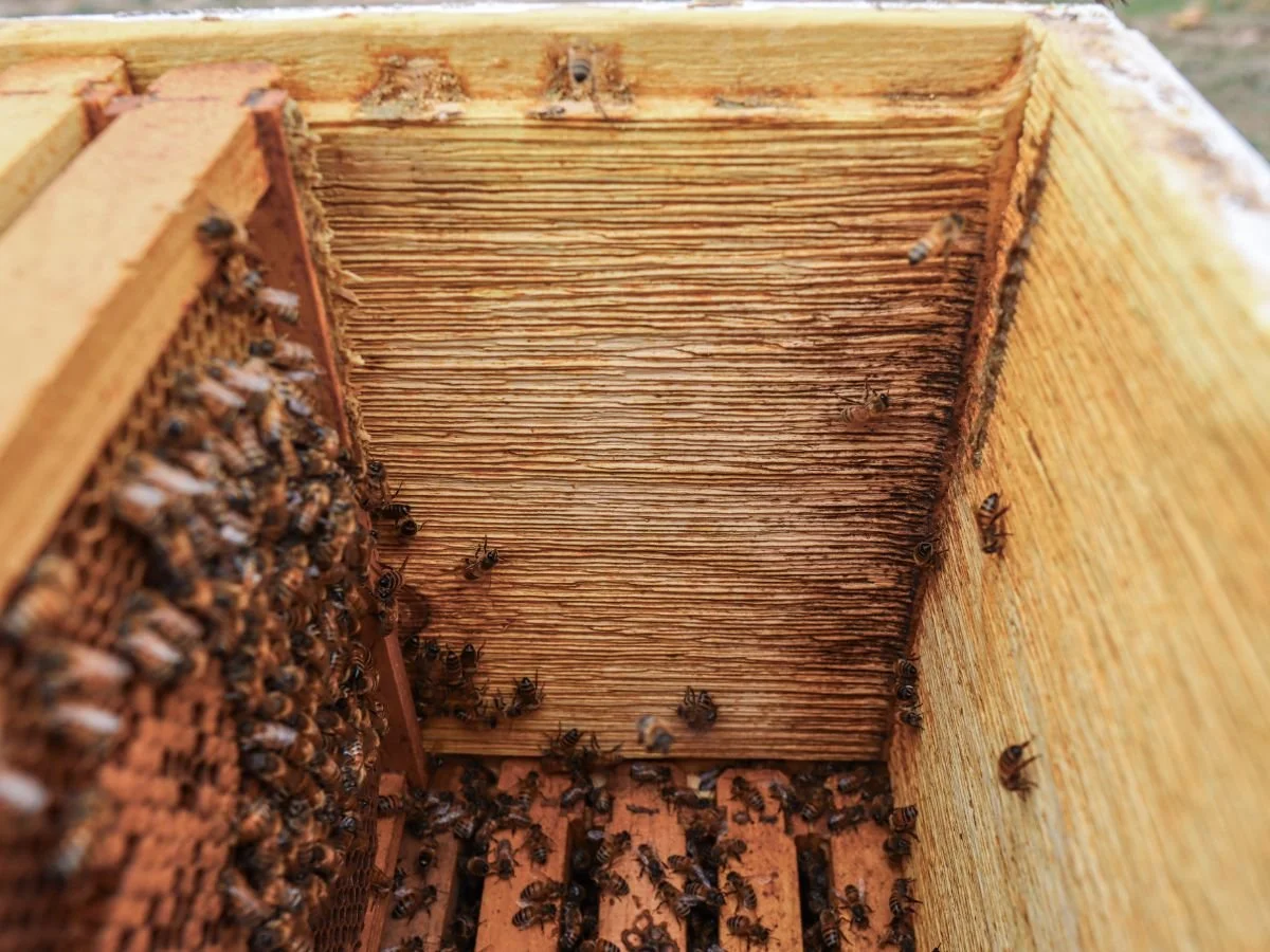 Shop | Hive Kits | Apimaye Propola Fusion Hive - Double Deep